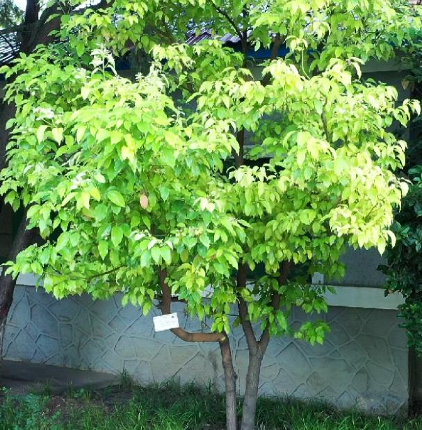 华北军区烈士陵园内的香樟树